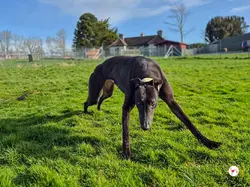 tamburine_grey_adozione_02