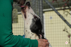 eanin_grey_adozione_41 (Mittel)