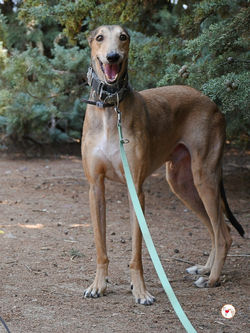 rodrigo_galgo_adozione_61 (Mittel)