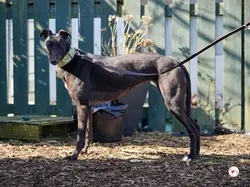 tambourine_grey_adozione_21