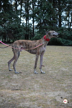 caramelo_galgo_adozione_25 (Mittel)