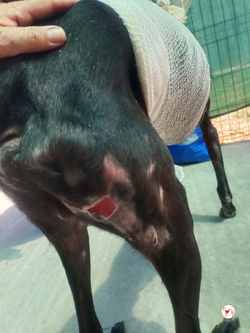 greco_galgo_adozione_3