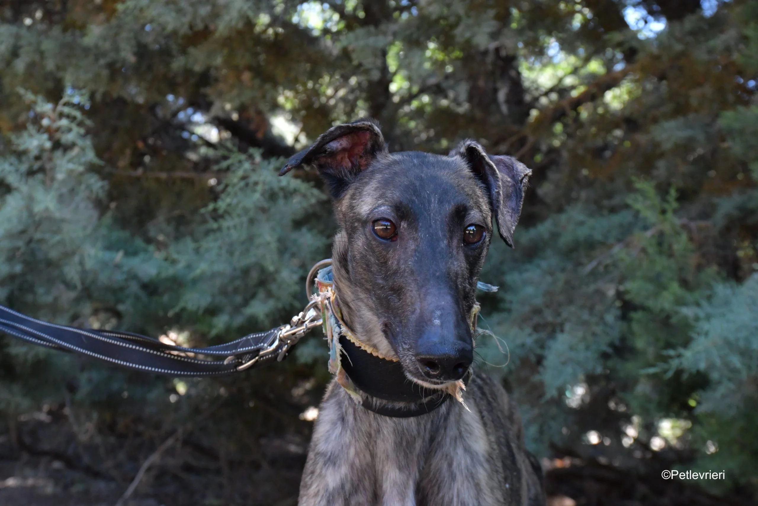pirata-adozione-levrieri-galgo-5-scaled.webp