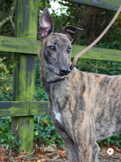 hayley_grey_adozione_24-1 (Mittel)