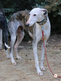 alaska_galgo_adozione_7 (Mittel)