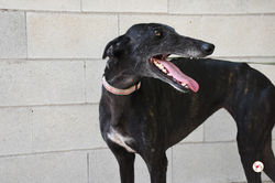 isla_galgo_adozione_3 (Mittel)