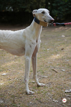 zephir_galgo_adozione_12 (Mittel)