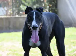 zeno_grey_adozione_06