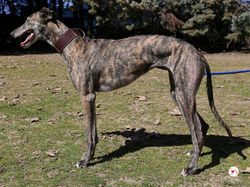 haizea_galgo_adozione_10 (Mittel)