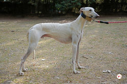 zephir_galgo_adozione_5 (Mittel)
