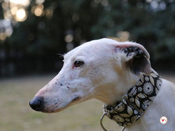 alaska_galgo_adozione_13 (Mittel)
