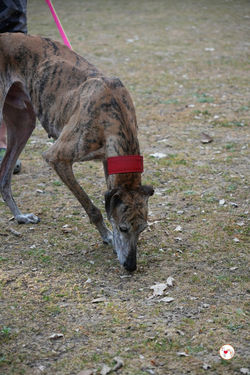 caramelo_galgo_adozione_20 (Mittel)