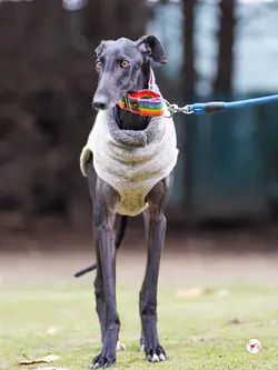diana_galgo_adozione_18