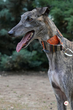 carbon_galgo_adozione_2 (Mittel)