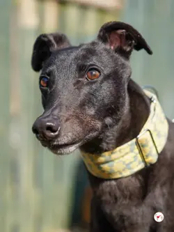 tambourine_grey_adozione_07