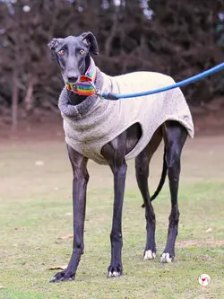 diana_galgo_adozione_05