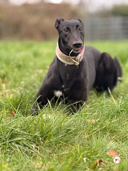 skedaddle_grey_adozione_6 (Mittel)