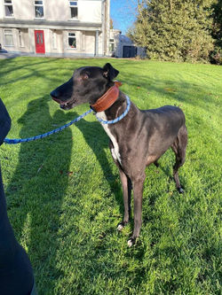 myth_grey_adozione_19 (Mittel)