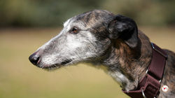 marcelo_galgo_adozione_21 (Mittel)