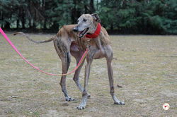 caramelo_galgo_adozione_28-scaled (Mittel)