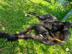 tambourine_grey_adozione_55