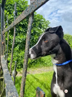 magnus_grey_adozione_07