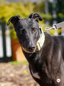 tambourine_grey_adozione_13