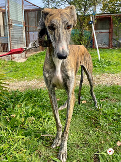 trinity_galgo_adozione_06 (Mittel)