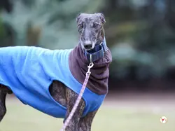 pistacho_galgo_adozione_15