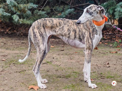 hera_galgo_adozione_06 (Mittel)