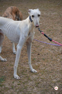 zephir_galgo_adozione_17 (Mittel)