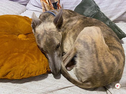 rocco_grey_adozione_13 (Mittel)