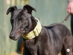 tambourine_grey_adozione_08