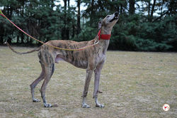 caramelo_galgo_adozione_23 (Mittel)