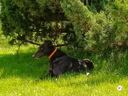 tambourine_grey_adozione_53