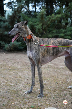 carbon_galgo_adozione_3 (Mittel)