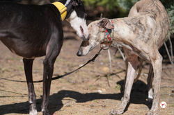 lila_galgo_adozione_18 (Mittel)