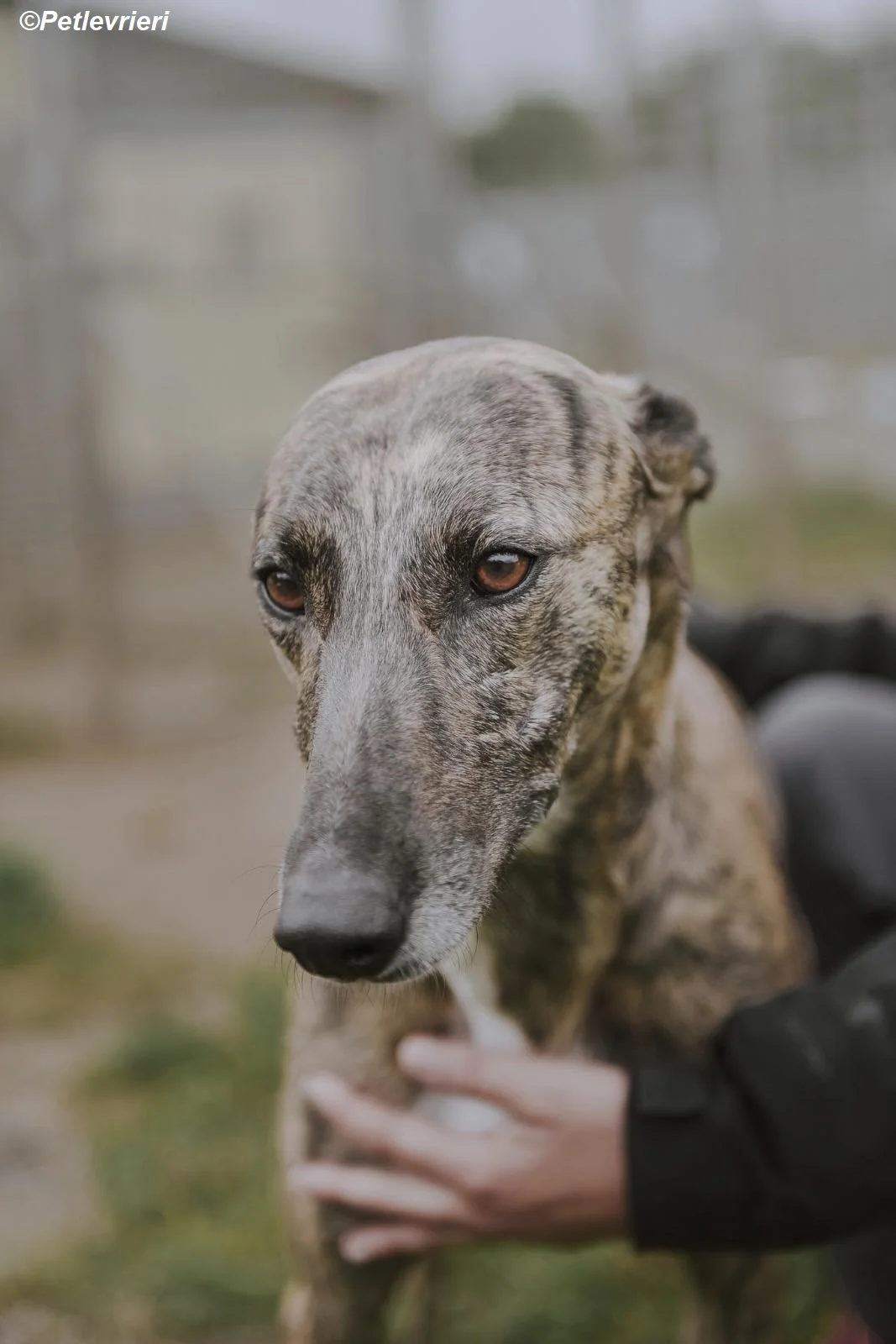 Monica-adozione-levrieri-greyhound-16.webp
