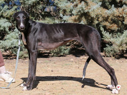 morenita_galgo_adozione_18 (Mittel)