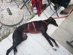 345598204_149315727959076_769862729274169972_n (Medium)