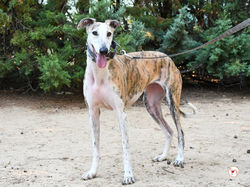 dama_galgo_adozione_10 (Mittel)