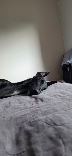 Marika  (2) (Mittel)