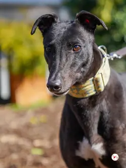 tambourine_grey_adozione_19