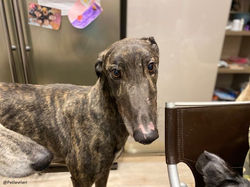 Rupert-greyhound-foster-adozionelevrieri