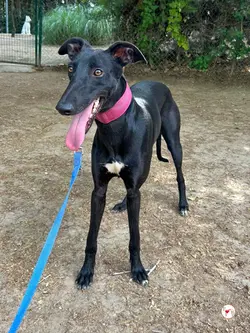 zafiro_galgo_adozione_01