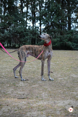 caramelo_galgo_adozione_27 (Mittel)