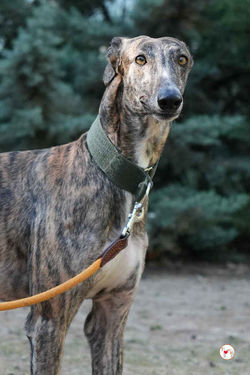oz_galgo_adozione_49_rezultat