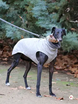 cora_galgo_adozione_06