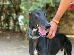 pele-adozione-levrieri-galgo-7-1024x768