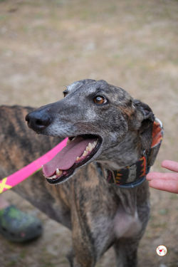 carbon_galgo_adozione_8 (Mittel)